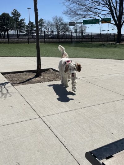 Brittingham Park Dog Park - Madison, WI