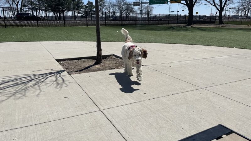 Brittingham Park Dog Park - Madison, WI