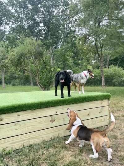 Good Dog Unleashed Private Park - Madison, WI