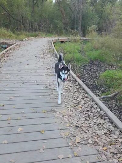 Good Dog Unleashed Private Park - Madison, WI