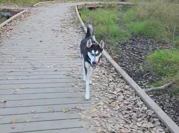 Good Dog Unleashed Private Park - Madison, WI