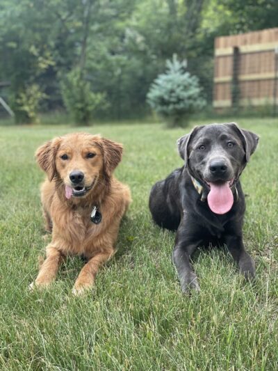 Good Dog Unleashed Private Park - Madison, WI