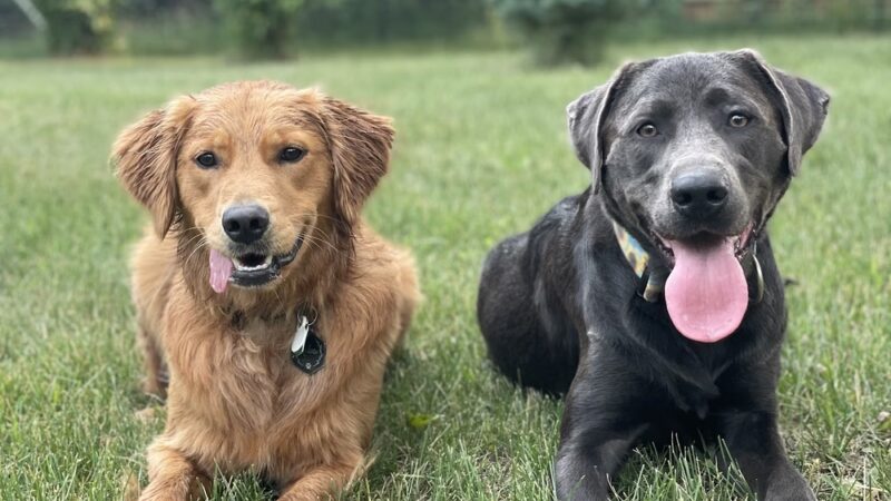 Good Dog Unleashed Private Park - Madison, WI