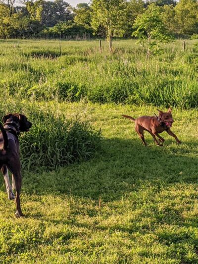 My Dog and Me - Madison, WI
