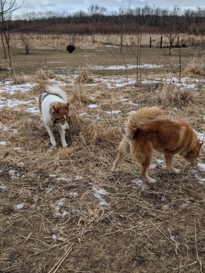 My Dog and Me - Madison, WI
