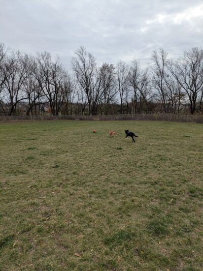 North Star Dog Park - Madison, WI