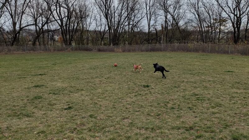 North Star Dog Park - Madison, WI