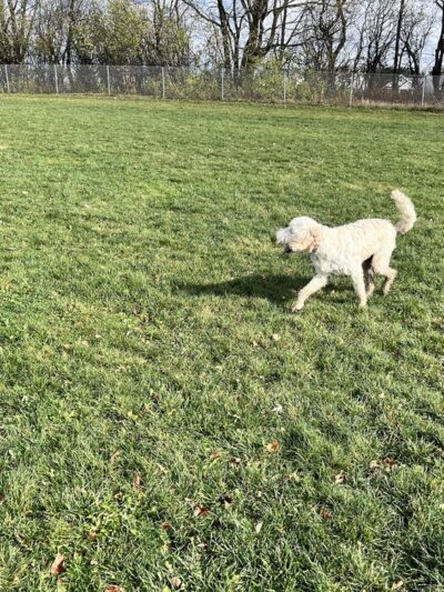 North Star Dog Park - Madison, WI