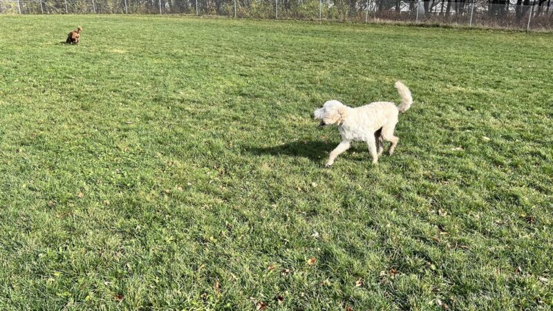 North Star Dog Park - Madison, WI