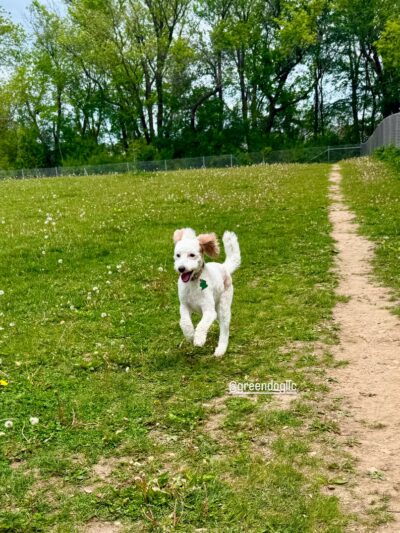 North Star Dog Park - Madison, WI