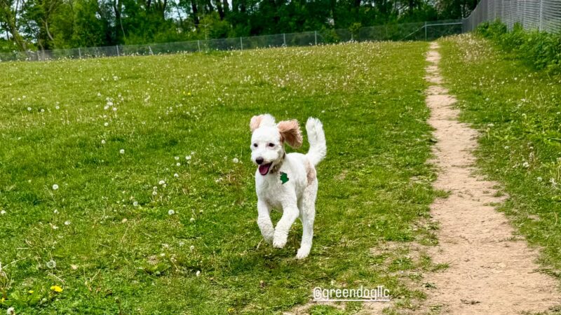 North Star Dog Park - Madison, WI