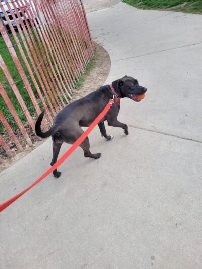 Odana School Park Dog Park - Madison, WI