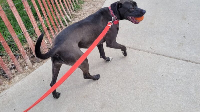 Odana School Park Dog Park - Madison, WI