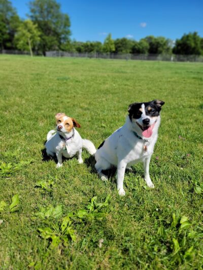 Odana School Park Dog Park - Madison, WI