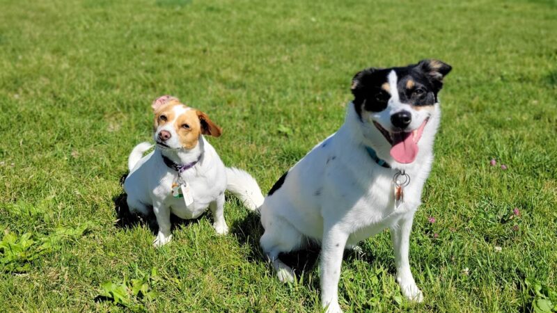 Odana School Park Dog Park - Madison, WI