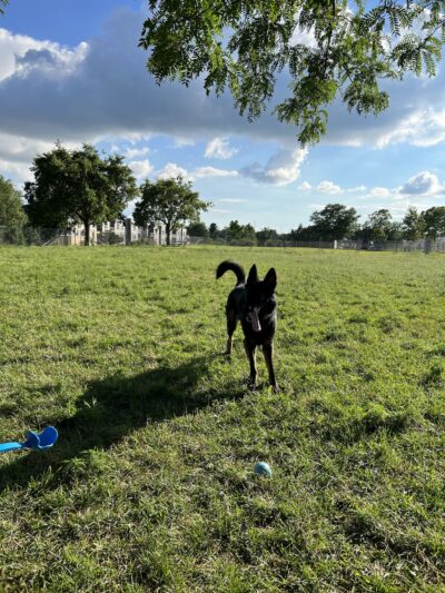 Odana School Park Dog Park - Madison, WI
