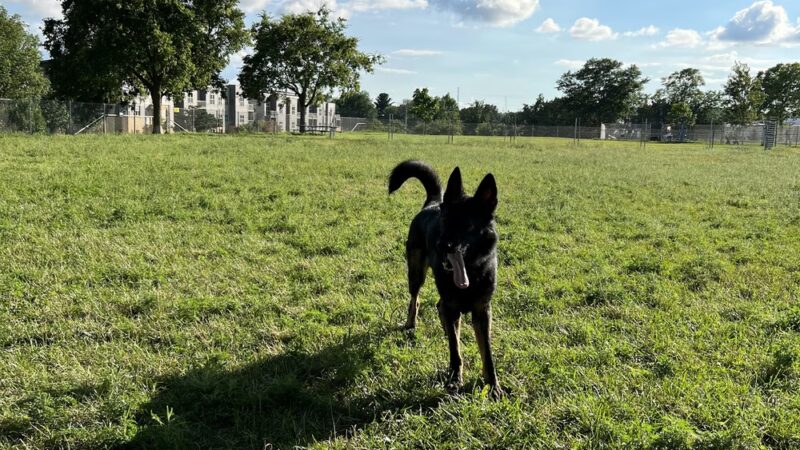 Odana School Park Dog Park - Madison, WI