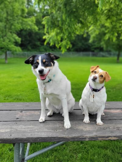 Walnut Grove Park Dog Park - Madison, WI