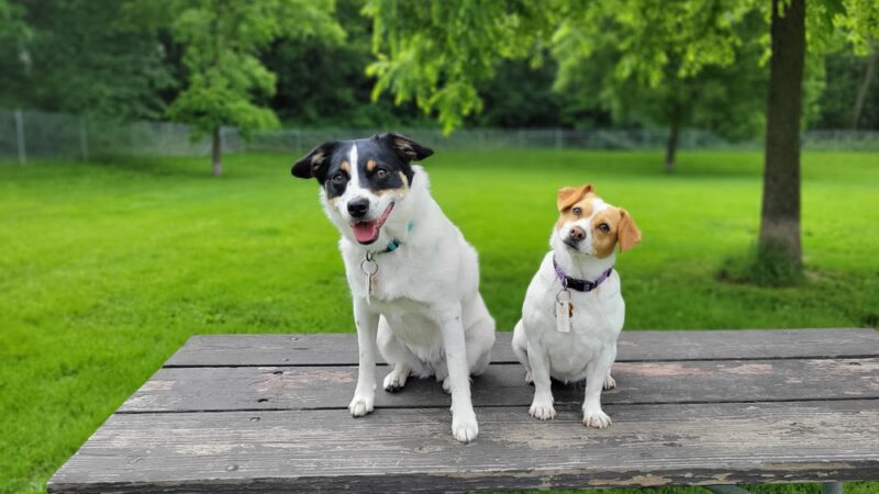 Walnut Grove Park Dog Park - Madison, WI