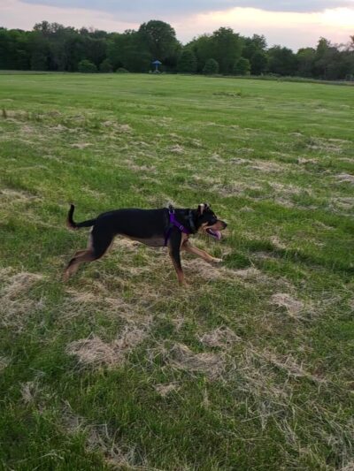 Warner Park Dog Park - Madison, WI