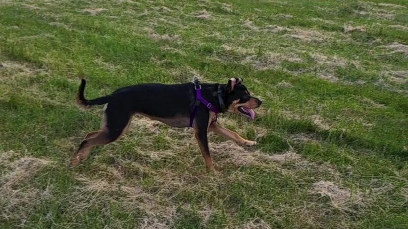Warner Park Dog Park - Madison, WI
