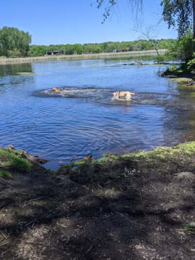 Warner Park Dog Park - Madison, WI