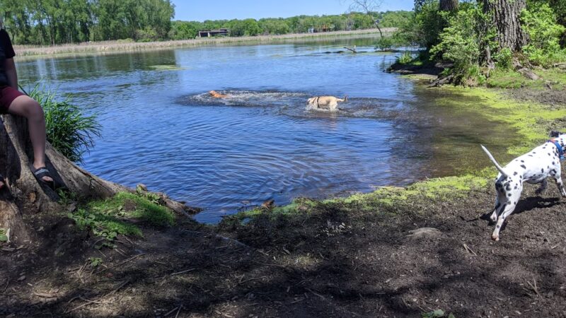 Warner Park Dog Park - Madison, WI