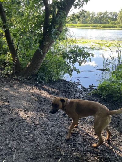 Warner Park Dog Park - Madison, WI