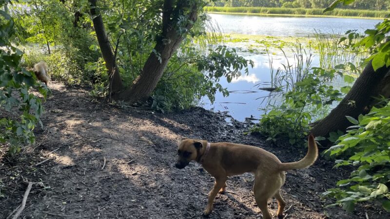 Warner Park Dog Park - Madison, WI