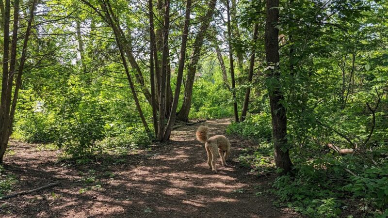 Warner Park Dog Park - Madison, WI