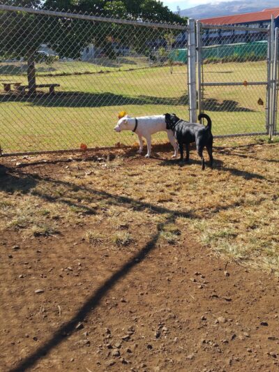 Upcountry Dog Park - Makawao, HI
