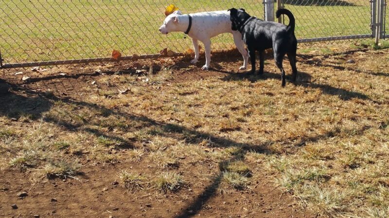 Upcountry Dog Park - Makawao, HI