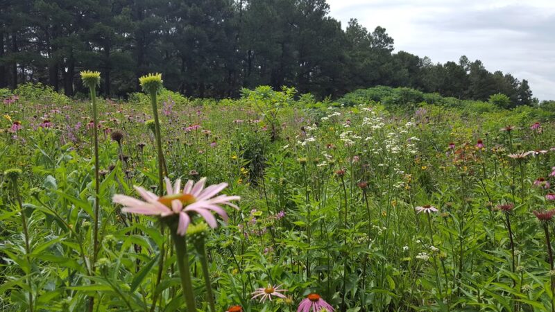 Hank Watson Park - Malden, MO