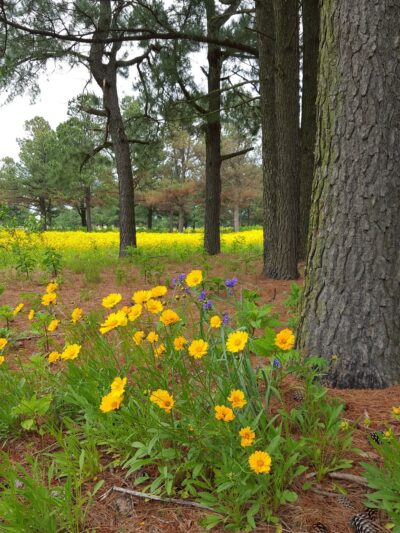 Hank Watson Park - Malden, MO