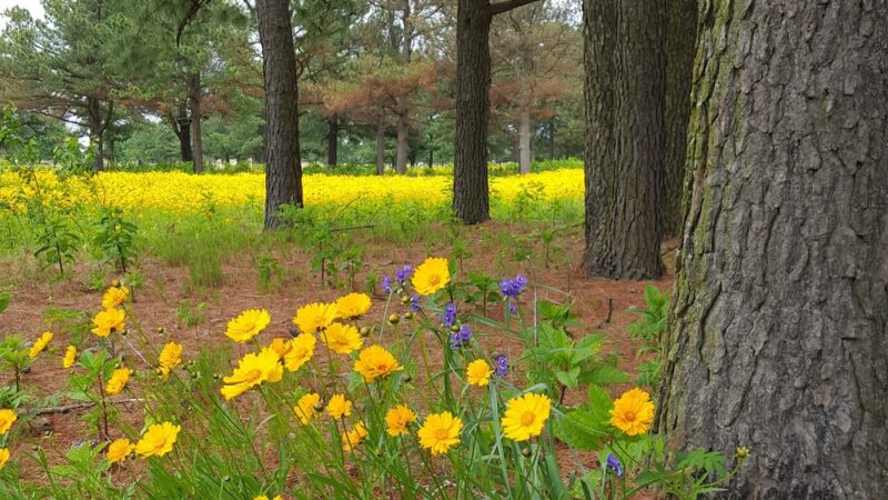 Hank Watson Park - Malden, MO