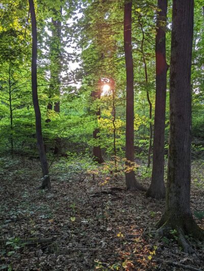 Randolph Woods - Malvern, PA