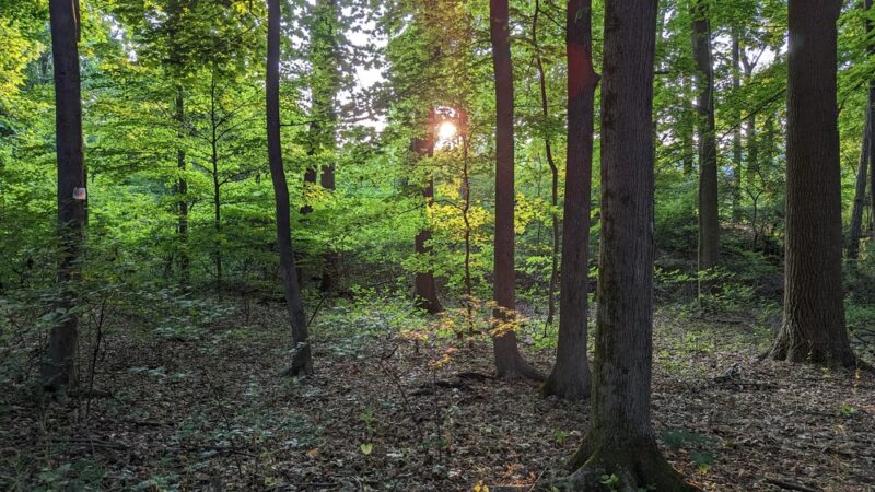 Randolph Woods - Malvern, PA