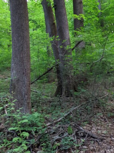 Randolph Woods - Malvern, PA