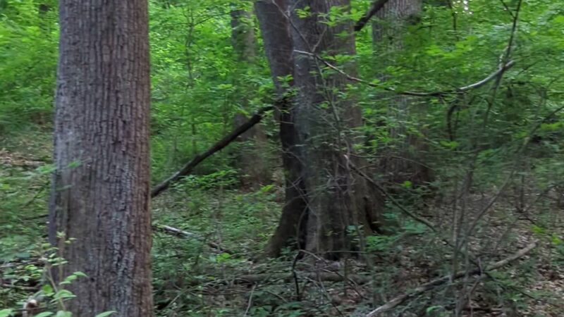 Randolph Woods - Malvern, PA