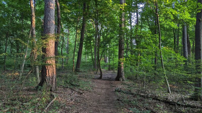 Randolph Woods - Malvern, PA