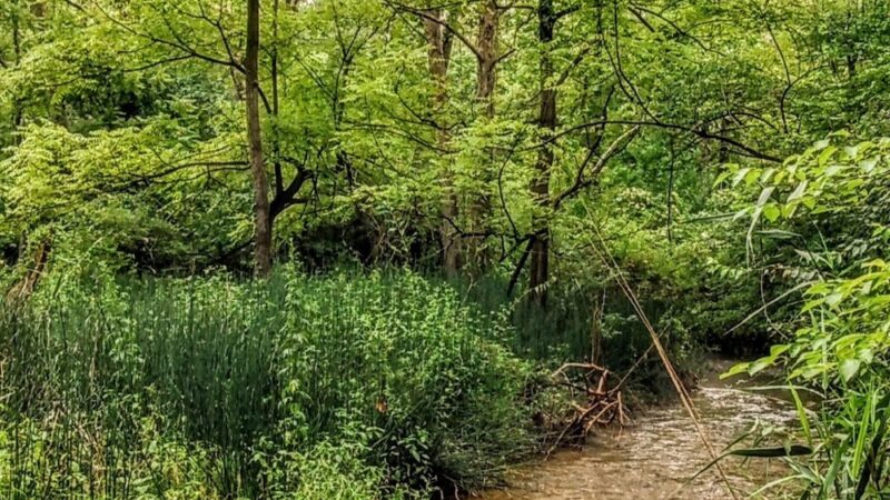 Cedar Hollow Preserve - Malvern, PA