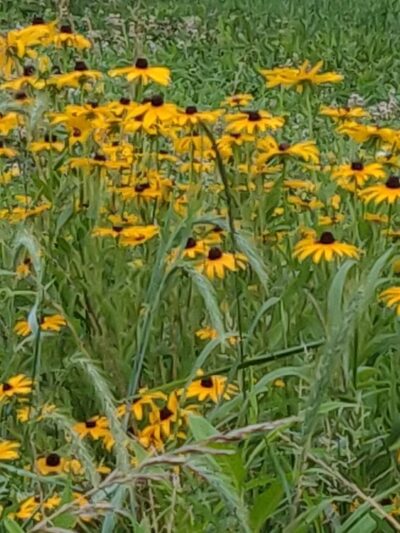 East Goshen Park - Malvern, PA