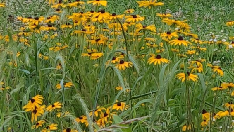 East Goshen Park - Malvern, PA