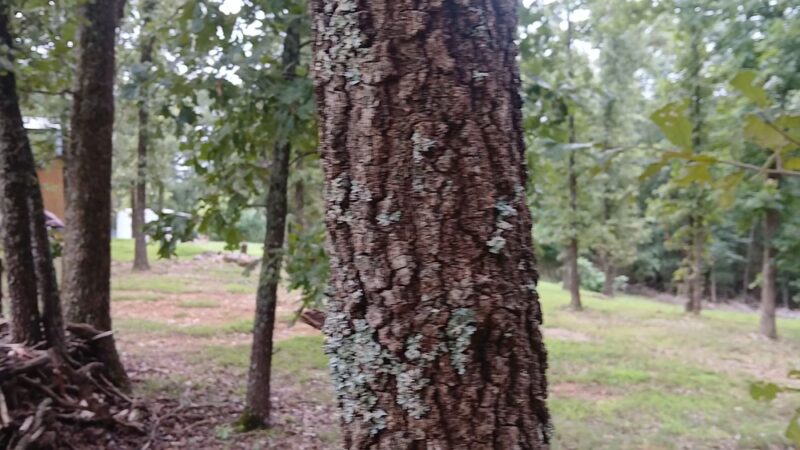 Mammoth Spring R.V. Park and Cabins - Mammoth Spring, AR