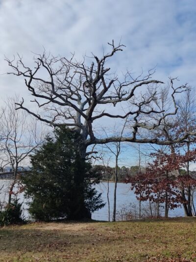 A. Paul King County Park - Manahawkin, NJ