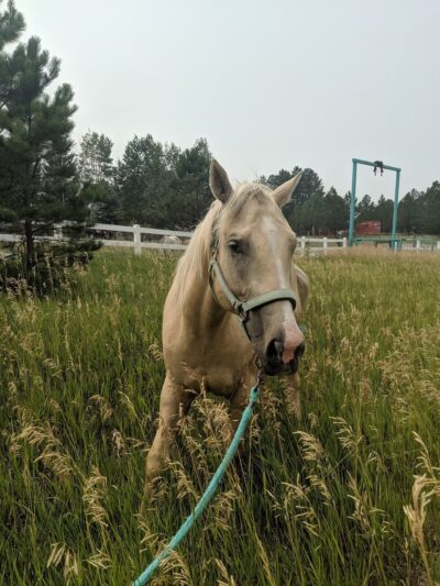 Many Farms Animal Shelter - Many Farms, AZ