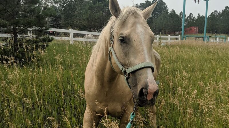 Many Farms Animal Shelter - Many Farms, AZ