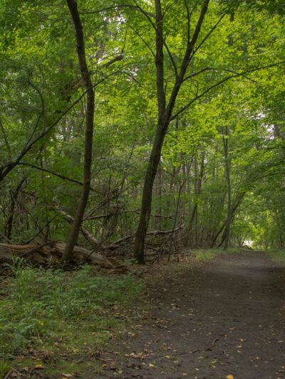 Robert Ney Memorial Park Reserve - Maple Lake, MN