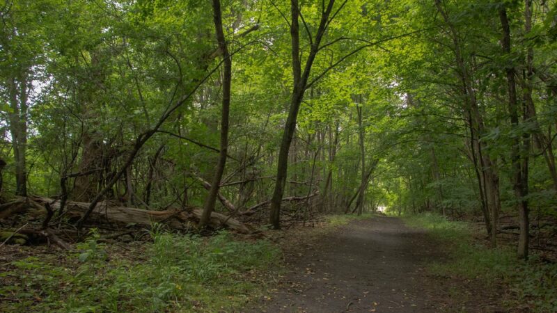 Robert Ney Memorial Park Reserve - Maple Lake, MN