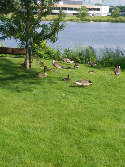 CH McAlister Park - Mapleview, MN